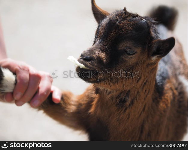 goat at the zoo