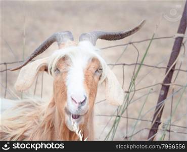 goat disheveled in campaign. Funny image of a goat