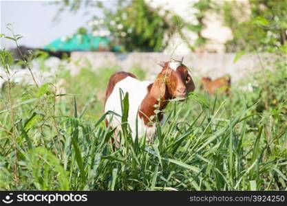Goat eating grass. Goats, cattle are living the grass by the roadside.