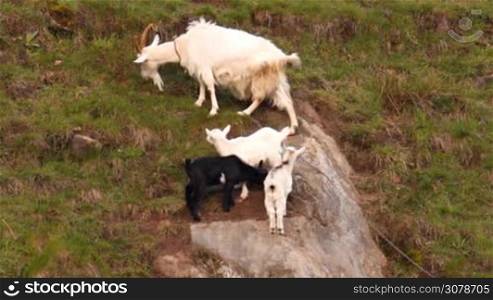 Goat family - mom and three merry goats