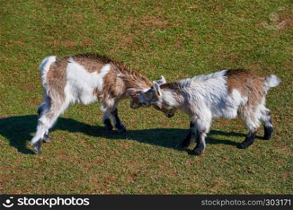 goat fight in spring