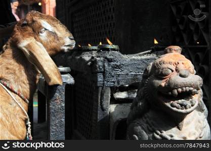 Goat for sacrifice near shrine in Bhaktapur, Nepal