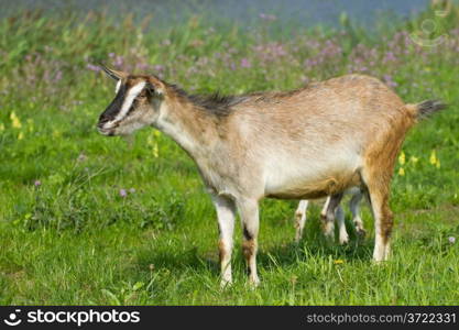 Goat grazing on a green grass