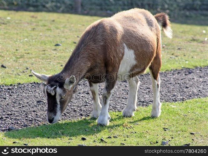 goat in a field
