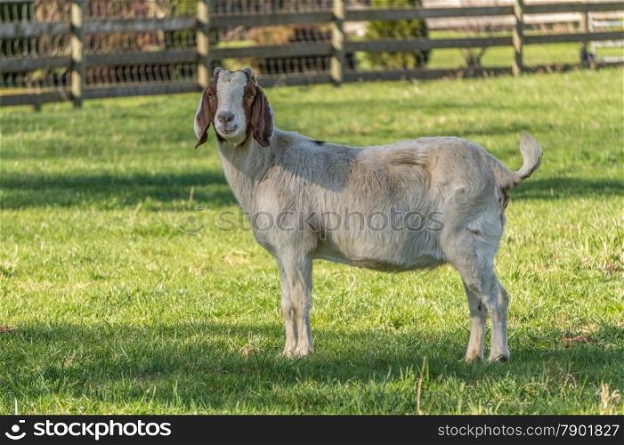 Goat in a Meadow