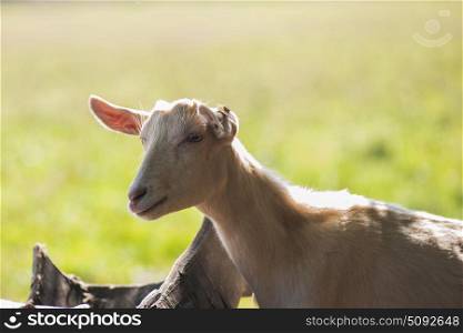 goat in farm. Photo of goat in farm background
