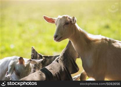 goat in farm. Photo of goat in farm background