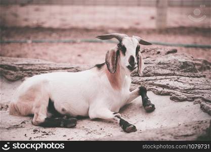 goat in the farm zoo
