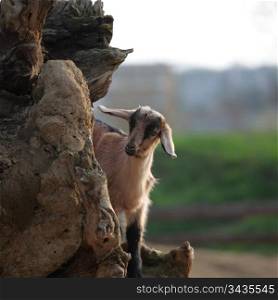 goat in wild close up