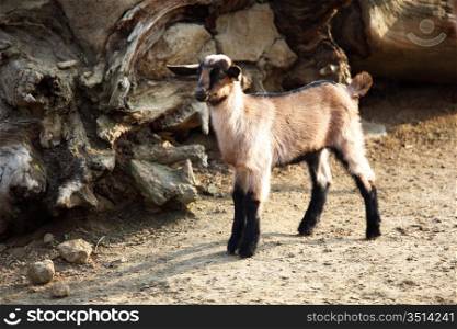 goat in wild close up