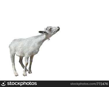 Goat isolated on white background. Very funny white goat standing full length cut out. Farm animals. Copy space.. Goat isolated on white background