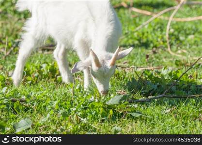 Goat kid eating grass on a green meadow in the spring