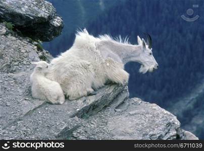 Goat on a cliff top