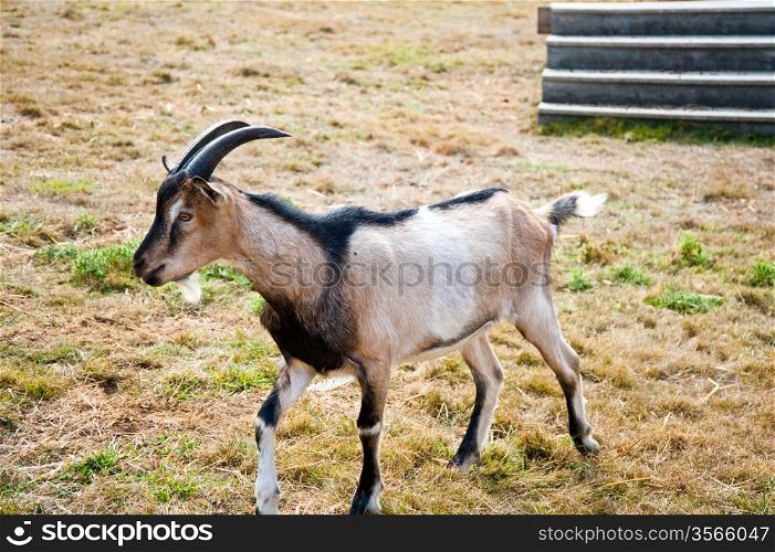 Goat on a farm
