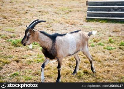 Goat on a farm