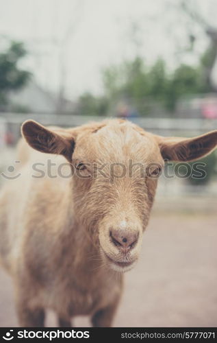 Goat on a farm