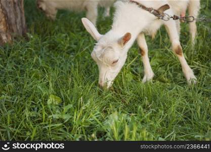 Goat on a farm in the village. Goat standing in a pasture. Goat in the field