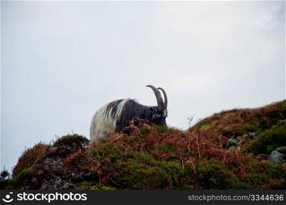 Goat on Islay hillside