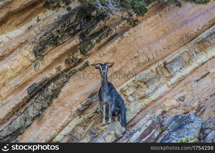 goat perched on the rocky promontories of the mountains surrounding the famous beach of myrtos on the island of kefalonia greece
