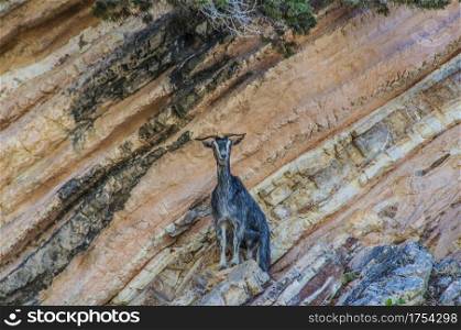goat perched on the rocky promontories of the mountains surrounding the famous beach of myrtos on the island of kefalonia greece