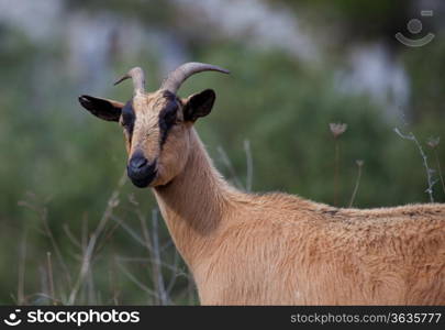 Goat, Picos de Europa, Asturias, Spain