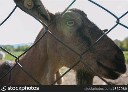 goat portrait closeup. goat goat portrait closeup on the farm