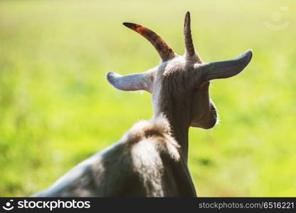 goat portrait closeup. goat goat portrait closeup on the farm