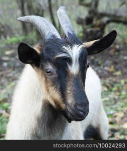 Goat. Portrait of a goat on a farm in the village. Beautiful goat posing.