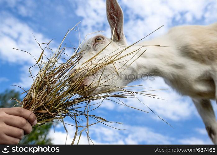 Goat portrait on farm. Human hand feeding goat on a farm. Funny tame goat eating snacks on the farm and green field background. Eating goat on farm