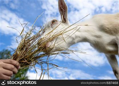 Goat portrait on farm. Human hand feeding goat on a farm. Funny tame goat eating snacks on the farm and green field background. Eating goat on farm
