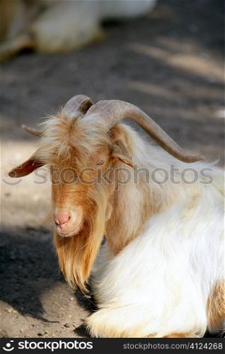 Goat portrait redhead and white wool colors, nature