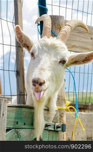 Goat Portrait Sticking Tounge Out Silly Crazy Adorable
