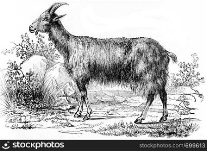 Goat, vintage engraved illustration. Natural History of Animals, 1880.
