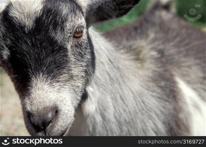 Goat With Amber Eye