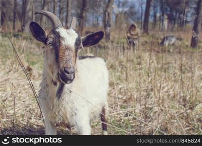 Goat with big horns, White and Brown goat on head and neck, Goat in the field.. Goat with horns, White and Brown goat on head and neck, Goat in the field.