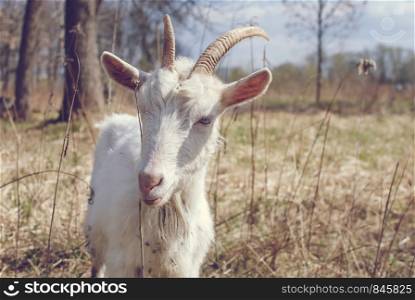 Goat with big horns, White goat on head and neck, Goat in the field.. Goat with horns, White goat on head and neck, Goat in the field.