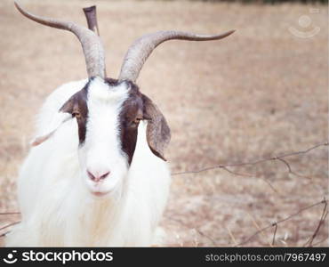 Goat &#xA;thoughtful in campaign. Emoticon goat