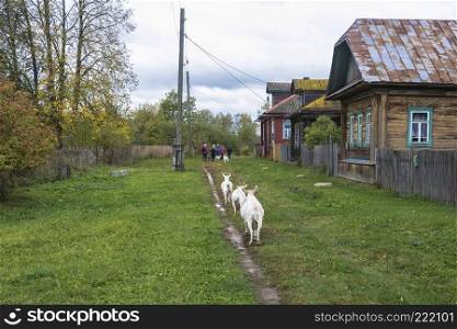 Goats and a small group of tourists are walking along the village street on an overcast autumn day, Russia. 