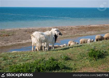 goats and sheep pasturing in the field near the seacoast