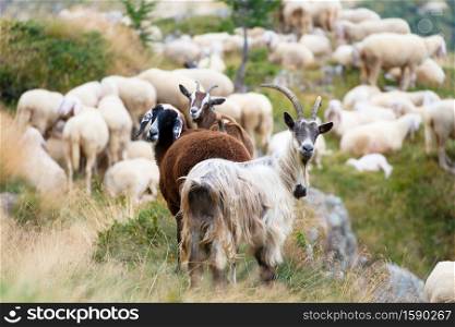 Goats and sheep together, a sheep dark