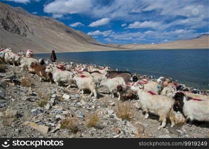 Goats and sheperd at Tso Moriri, Ladakh, India