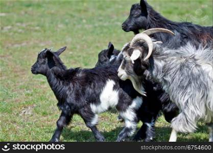 Goats and young goats on grazing