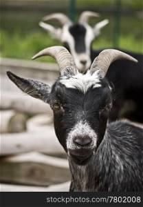 goats-black. two black goats on a farm