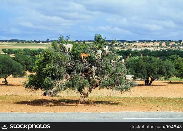 Goats climb up the argan tree to eat its nuts. Essaouira, Morocco.