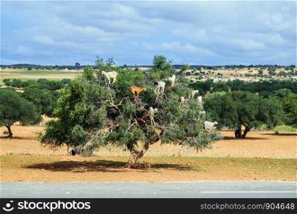 Goats climb up the argan tree to eat its nuts. Essaouira, Morocco.