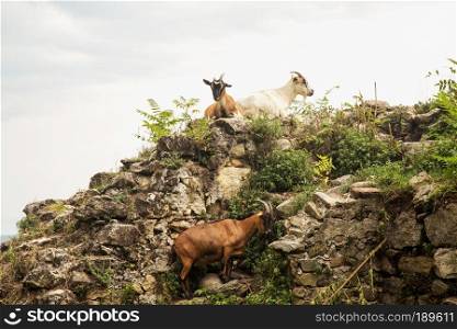 Goats climbing over stones under grey sky, horizontal image