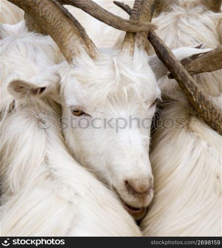 Goats, close-up