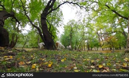Goats graze at autumn park. Wide Angle, Surface Level