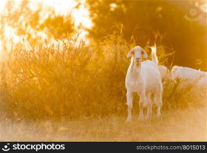 Goats grazing in beautiful sunset light filtering down on the field