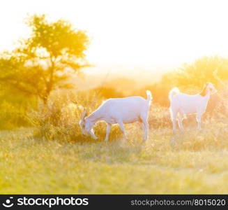 Goats grazing in beautiful sunset light filtering down on the field